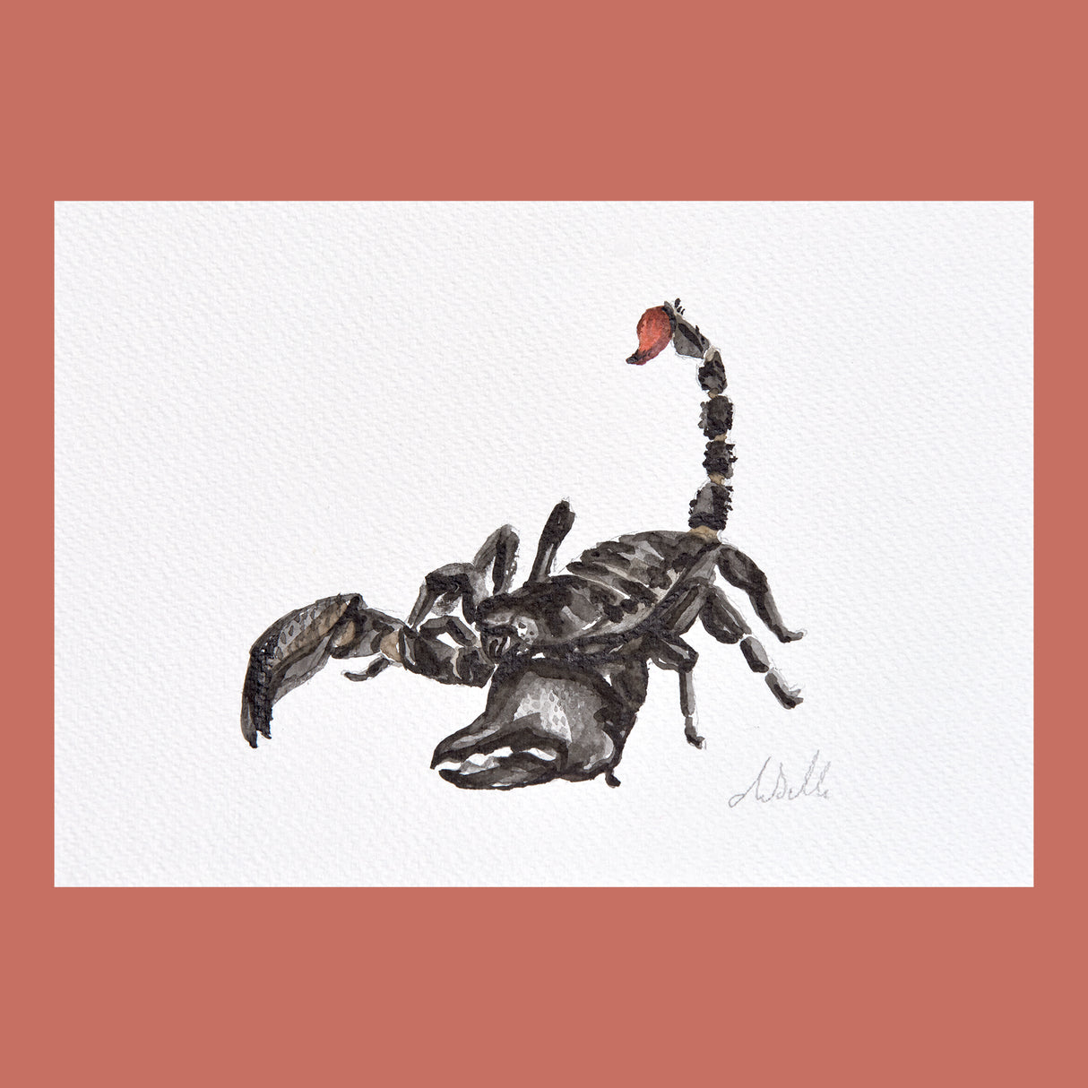 Black Emperor Scorpion