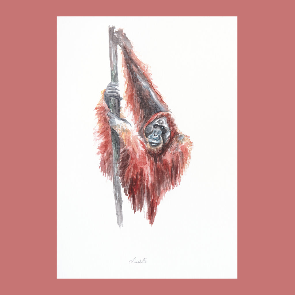 Orangutan - An Original Watercolour Painting