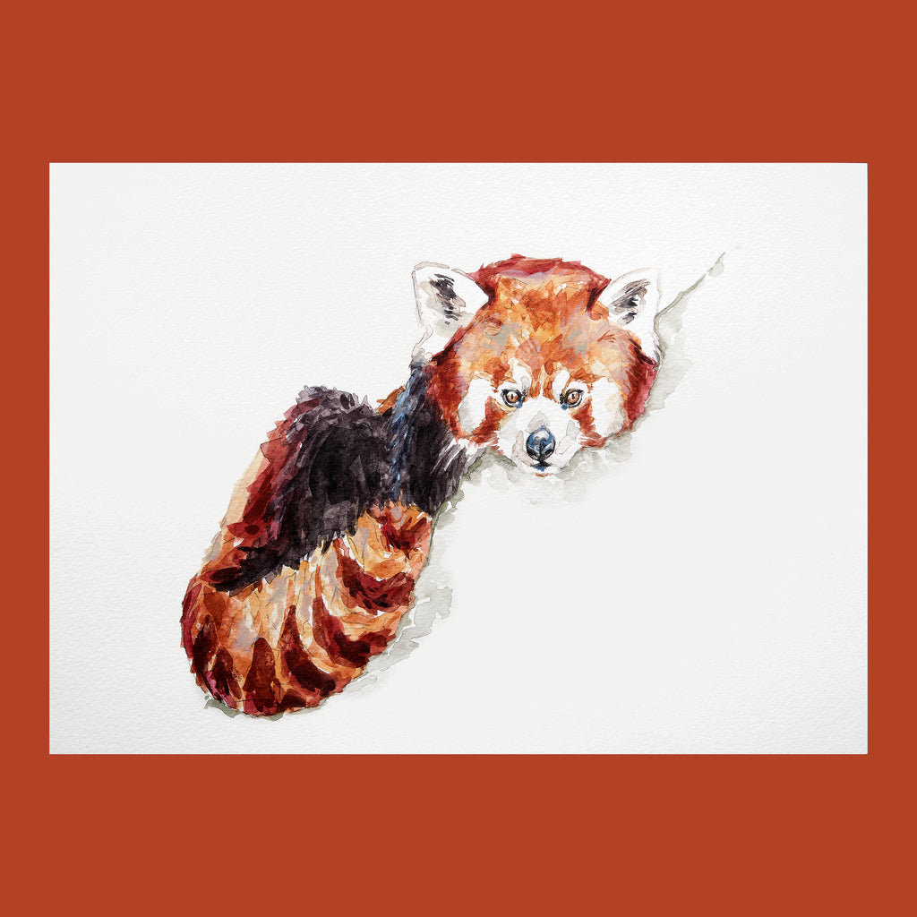 Peeking Red Panda - An Original Watercolour Painting