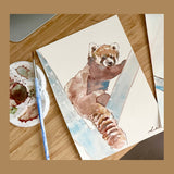 Ruby the Red Panda