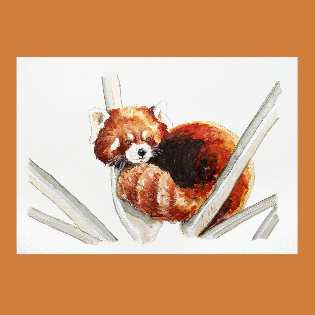 Red Panda - An Original Watercolour Painting
