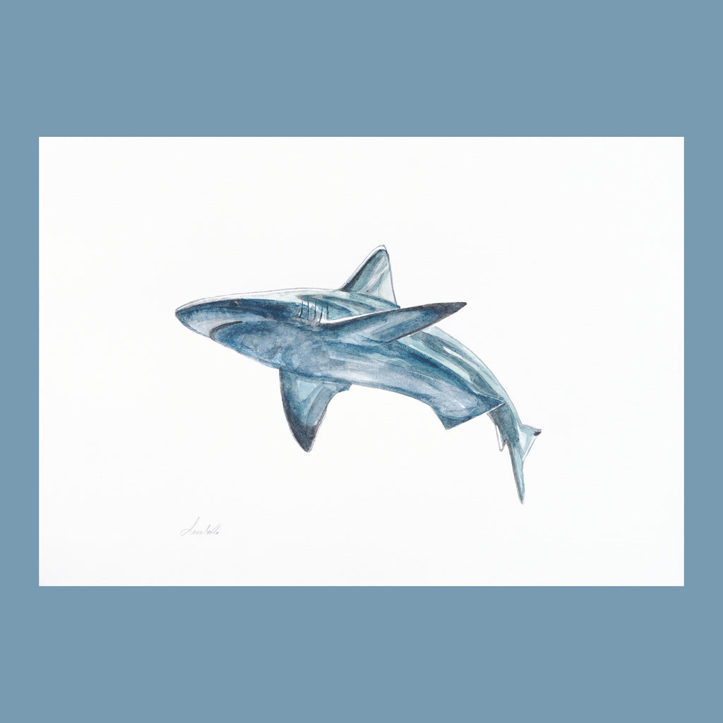 Shark - An Original Watercolour Painting