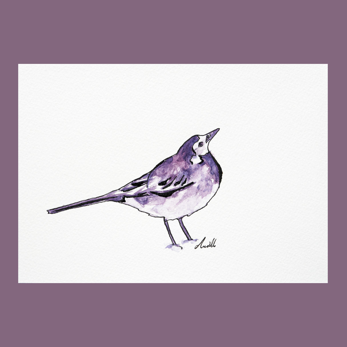 Wagtail
